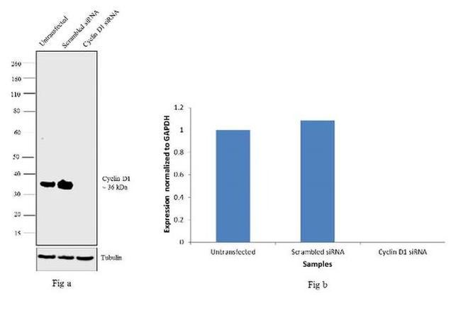 Cyclin D1 Antibody in Western Blot (WB)