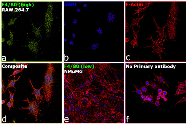 F4/80 Antibody