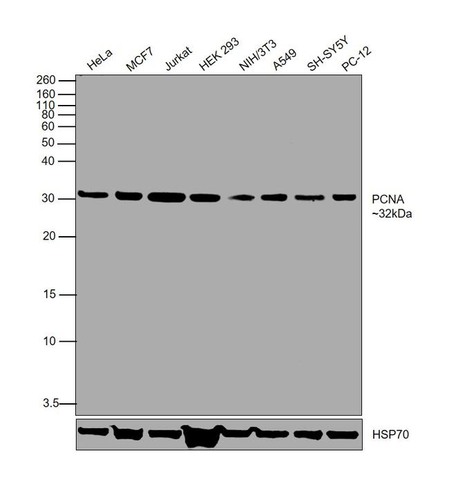 PCNA Antibody in Western Blot (WB)