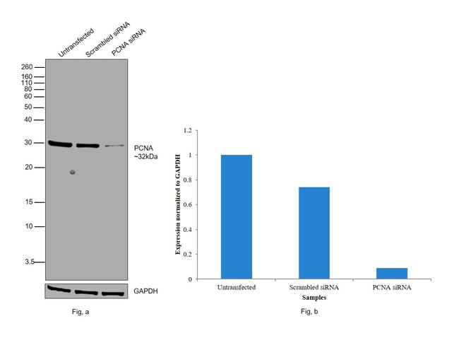 PCNA Antibody in Western Blot (WB)