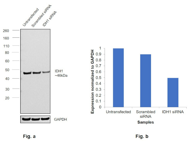 IDH1 Antibody