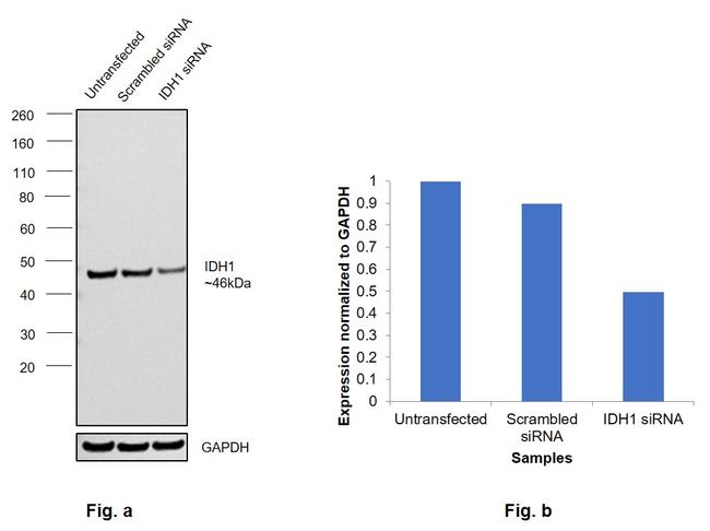 IDH1 Antibody in Western Blot (WB)