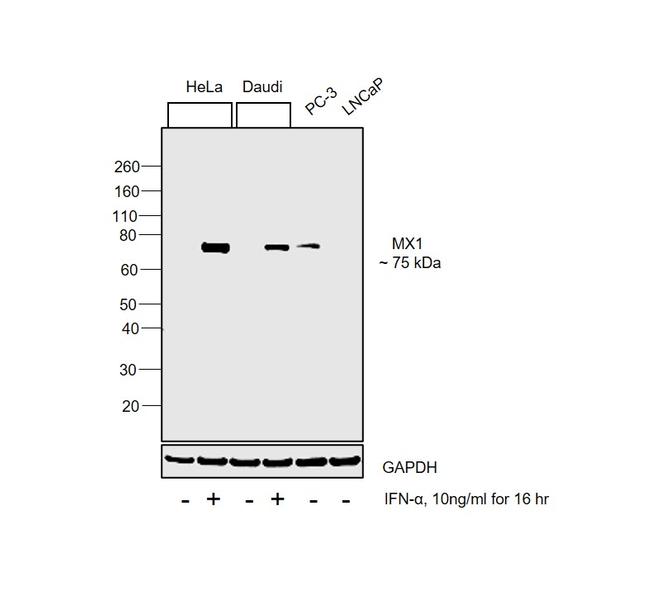 MX1 Antibody in Western Blot (WB)