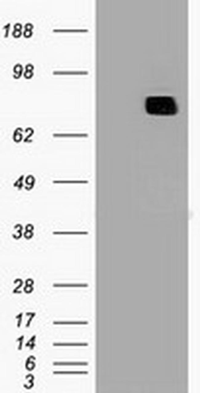 MX1 Antibody in Western Blot (WB)