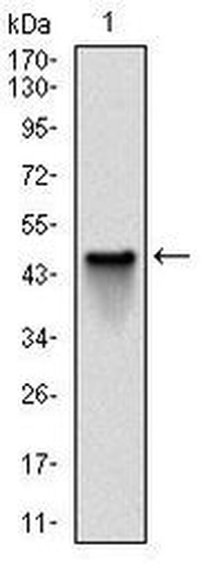 NQO1 Antibody in Western Blot (WB)