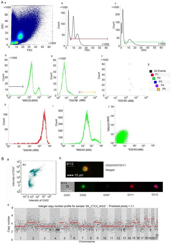 CD45 Antibody in Flow Cytometry (Flow)