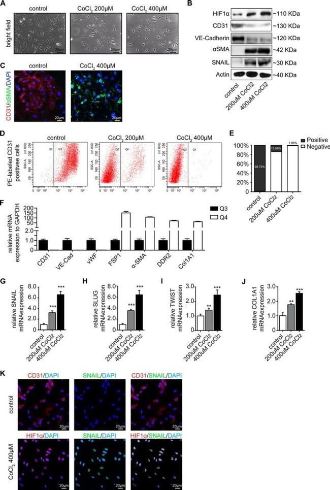 HIF1A Antibody in Western Blot (WB)