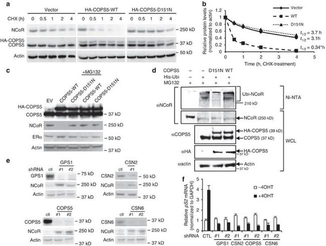 NCoR1 Antibody in Western Blot (WB)