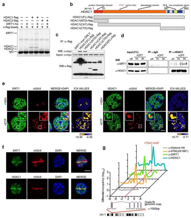 c-Myc Antibody in Western Blot (WB)