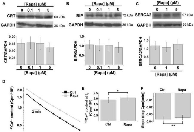 Calreticulin Antibody in Western Blot (WB)