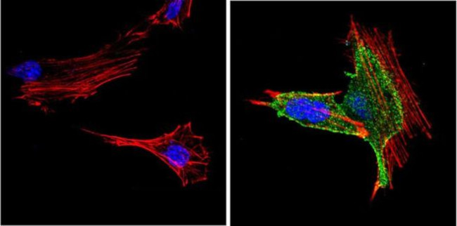 PPAR gamma Antibody in Immunocytochemistry (ICC/IF)