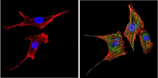 PPAR gamma Antibody in Immunocytochemistry (ICC/IF)