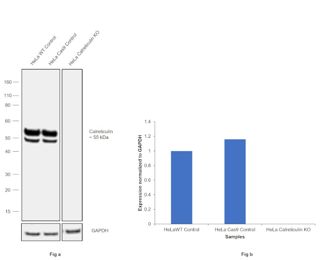 Calreticulin Antibody in Western Blot (WB)