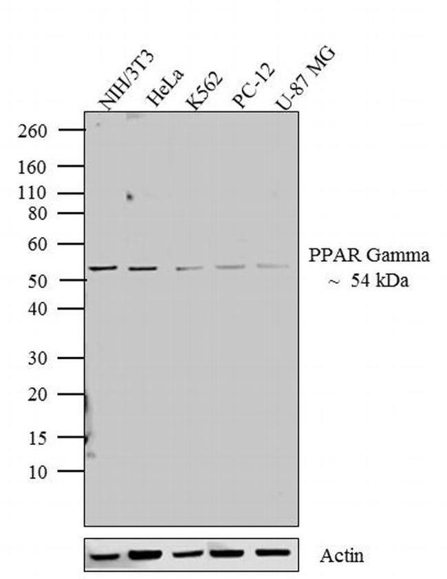 PPAR gamma Antibody in Western Blot (WB)