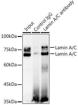 Lamin A/C Antibody in Immunoprecipitation (IP)