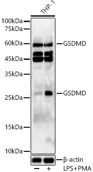 GSDMD Antibody in Western Blot (WB)