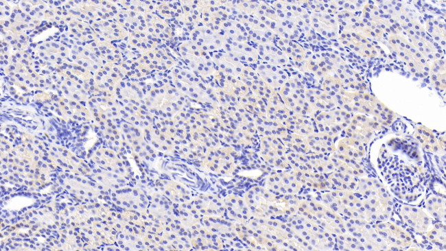 Caspase 1 Antibody in Immunohistochemistry (Paraffin) (IHC (P))