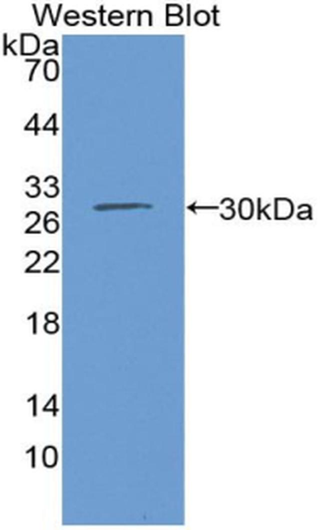 IDH1 Antibody in Western Blot (WB)