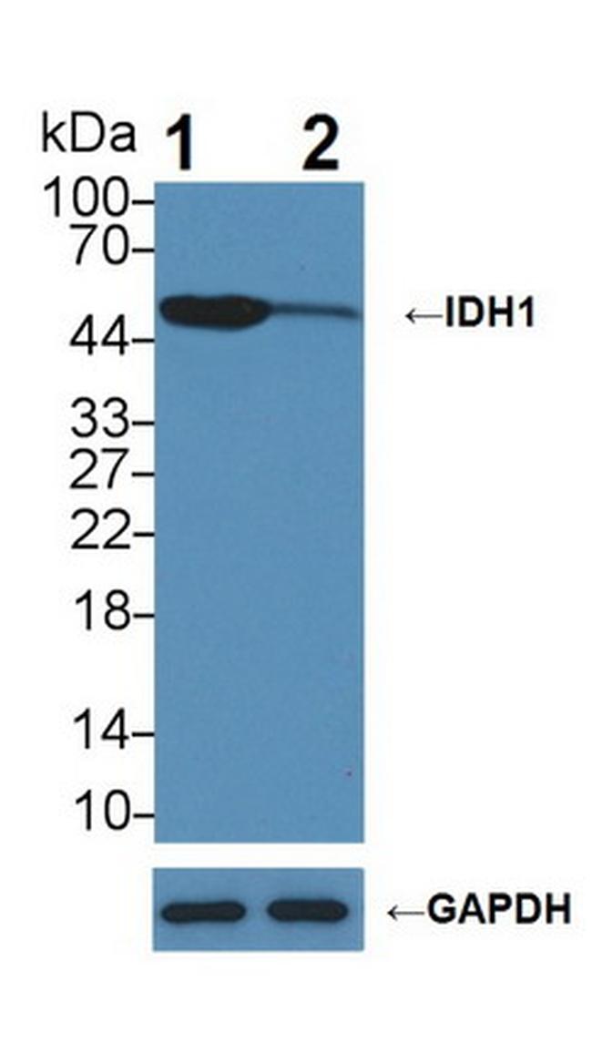 IDH1 Antibody in Western Blot (WB)