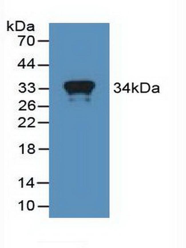 MX1 Antibody in Western Blot (WB)