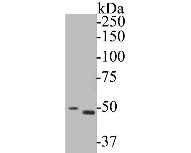 GSDMD Antibody in Western Blot (WB)