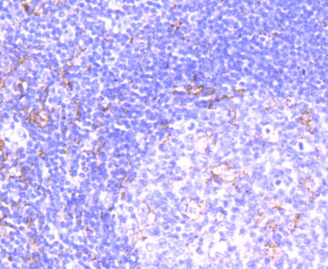 NOX2 Antibody in Immunohistochemistry (Paraffin) (IHC (P))