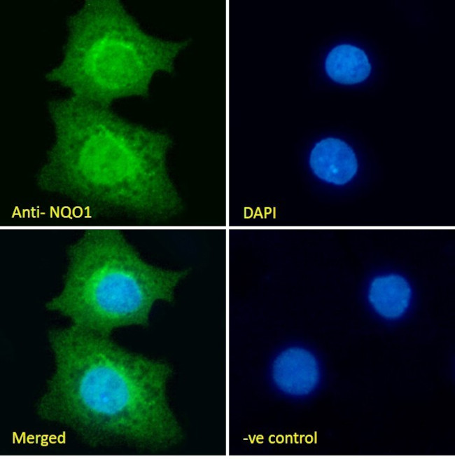 NQO1 Antibody in Immunocytochemistry (ICC/IF)