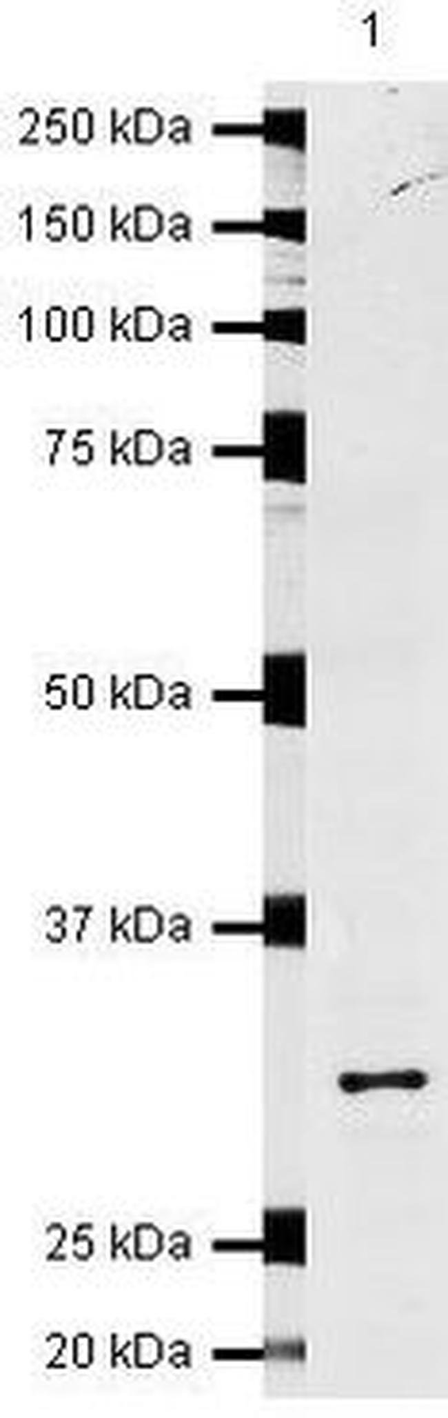 NQO1 Antibody in Western Blot (WB)