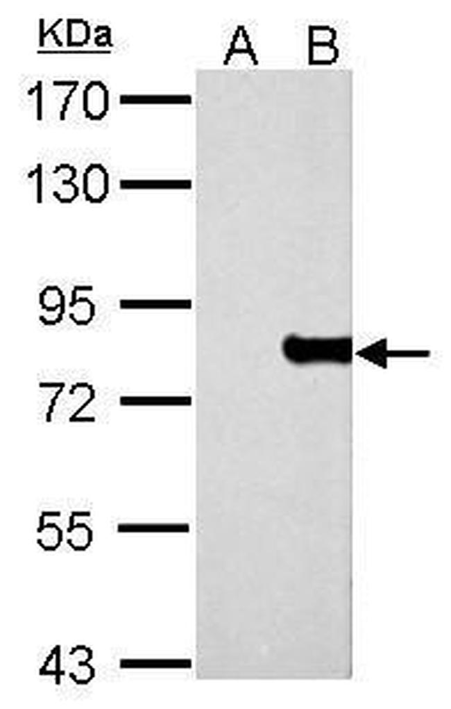 MX1 Antibody in Western Blot (WB)