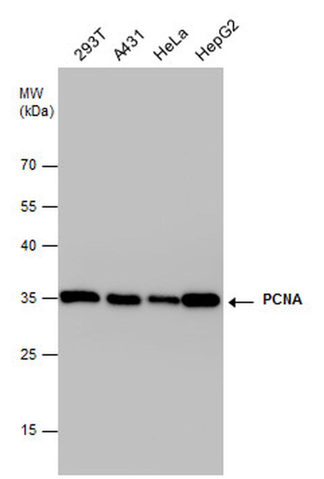 PCNA Antibody in Western Blot (WB)