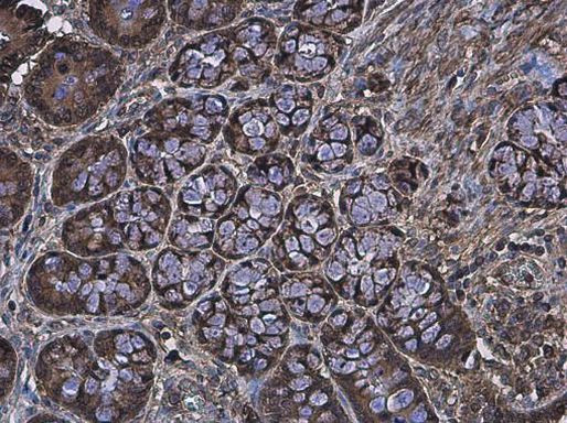 IDH1 Antibody in Immunohistochemistry (Paraffin) (IHC (P))