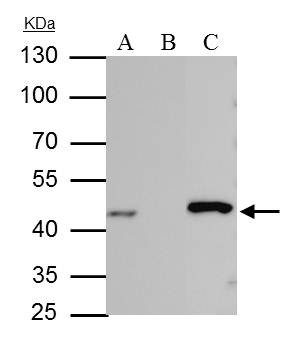 IDH1 Antibody in Immunoprecipitation (IP)