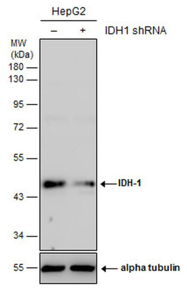 IDH1 Antibody