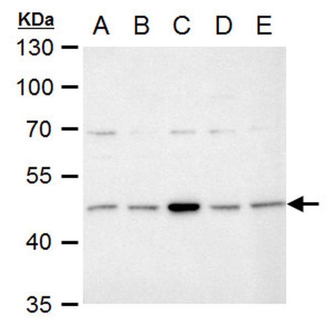 IDH1 Antibody in Western Blot (WB)