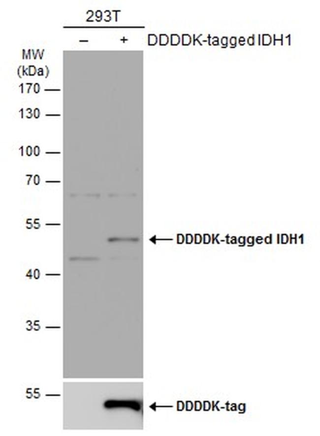 IDH1 Antibody in Western Blot (WB)