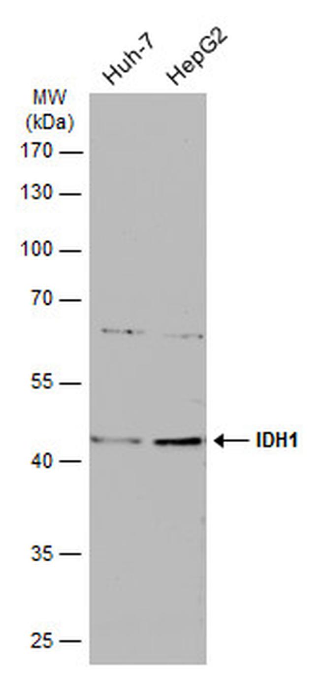 IDH1 Antibody in Western Blot (WB)