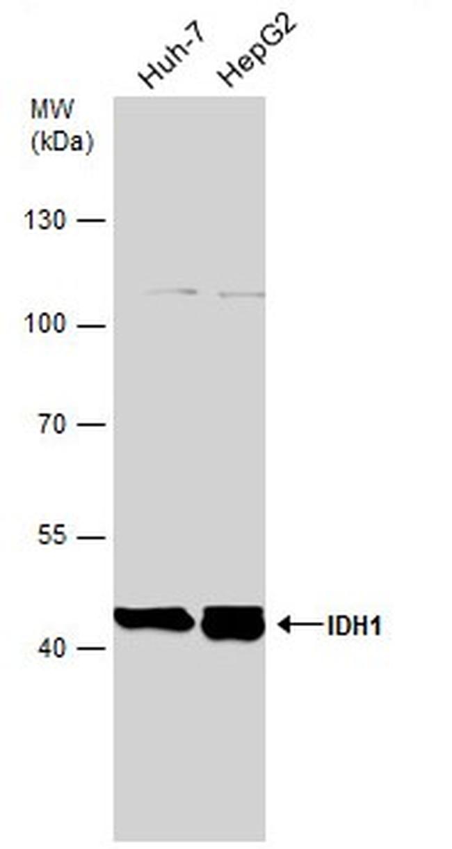 IDH1 Antibody in Western Blot (WB)