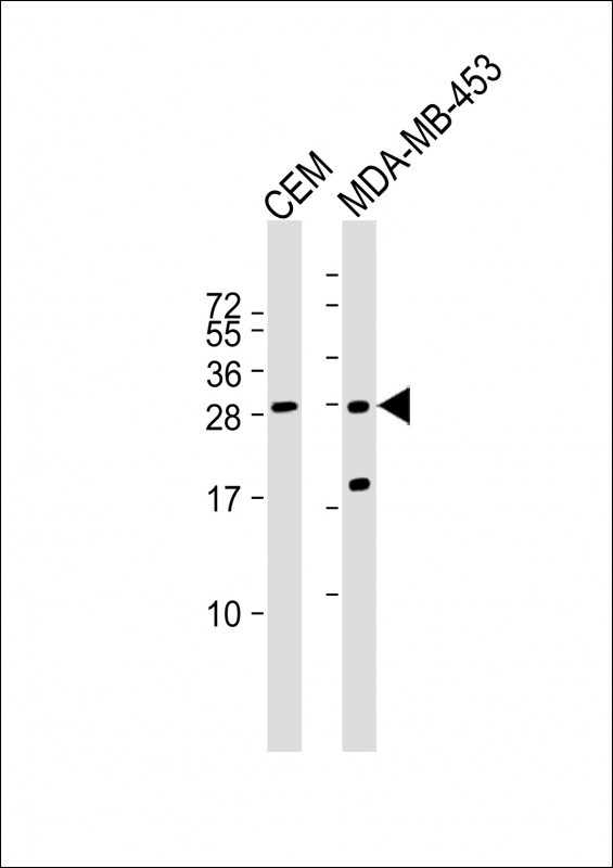 IFI6 Antibody in Western Blot (WB)