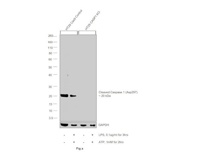 Caspase 1 (cleaved Asp297) Antibody