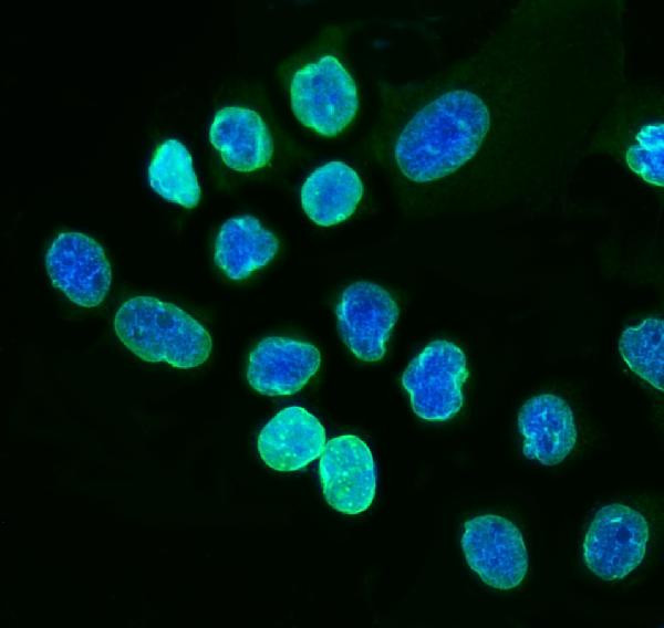 Lamin A/C Antibody in Immunocytochemistry (ICC/IF)