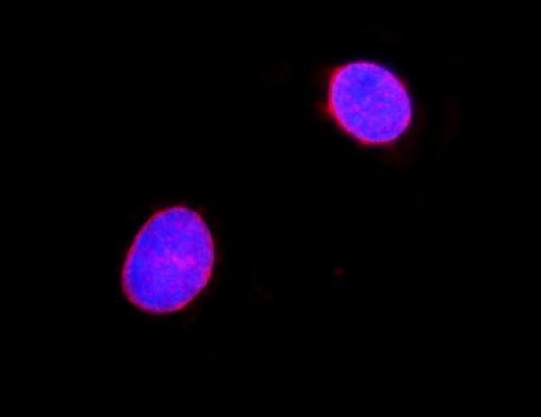 Lamin A/C Antibody in Immunocytochemistry (ICC/IF)