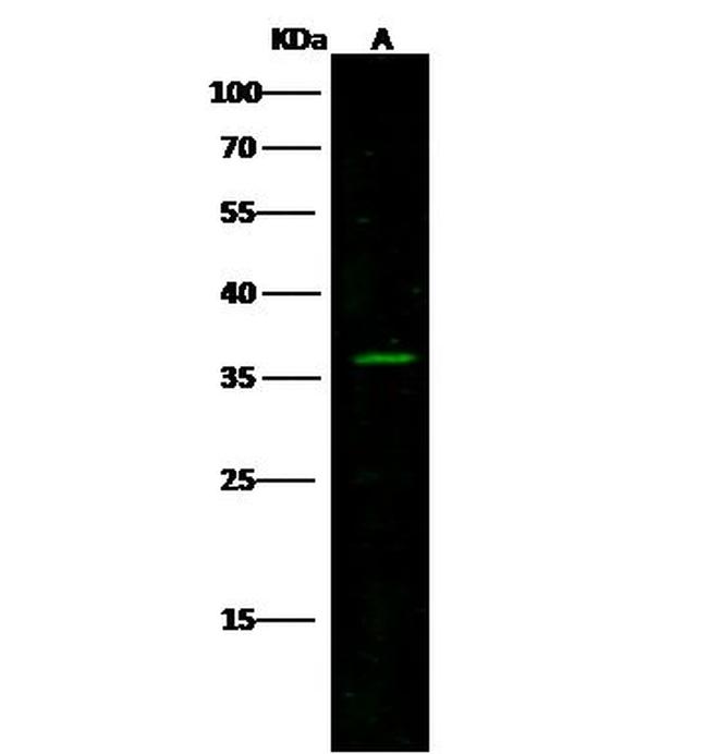 KChIP3 Antibody in Western Blot (WB)