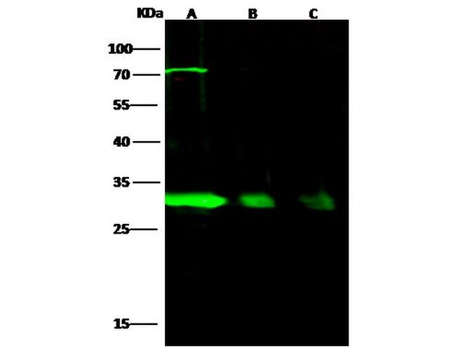 NQO1 Antibody in Western Blot (WB)