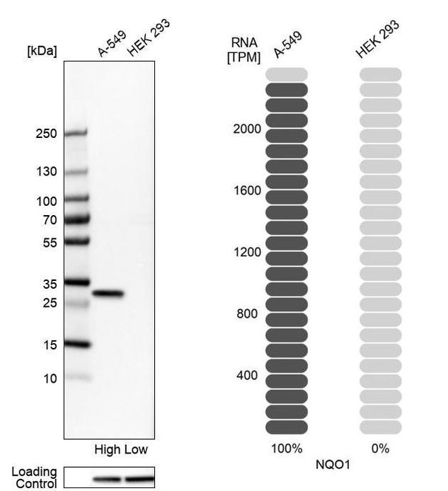 NQO1 Antibody