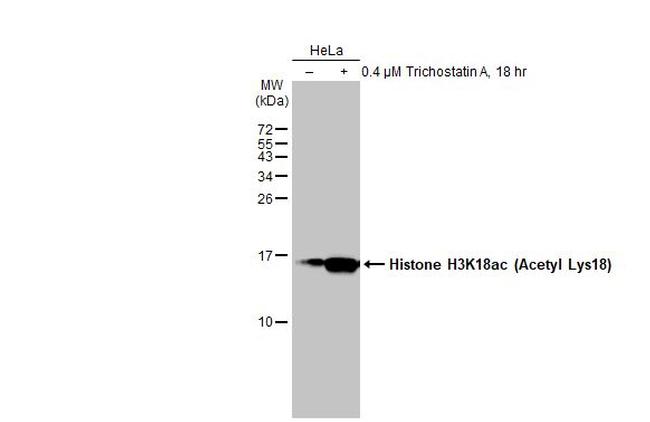 H3K18ac Antibody in Western Blot (WB)