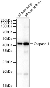 Caspase 1 Antibody in Western Blot (WB)