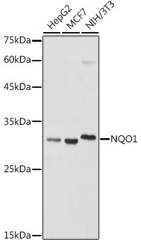 NQO1 Antibody in Western Blot (WB)