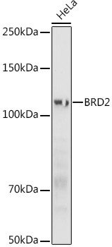 BRD2 Antibody in Western Blot (WB)