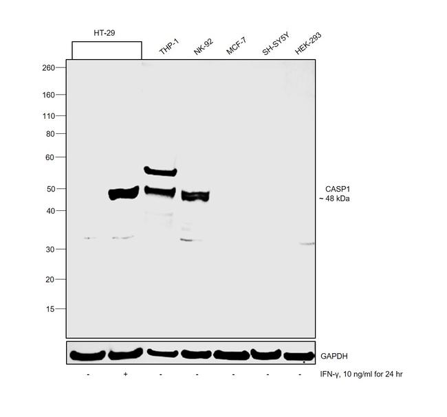 Caspase 1 Antibody