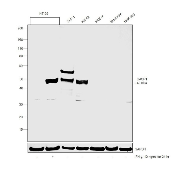 Caspase 1 Antibody